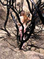 Artistic Nude Figure models: USA: Fullerton Model Laurinda - American Model Nude - Artistic
