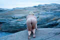 Artistic Nude Figure models: Australia: Sydney Model flickan - Australian Model Nude - Artistic